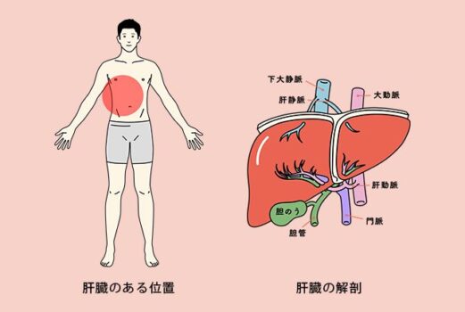 肝臓の位置、肝臓の解剖のイラスト図