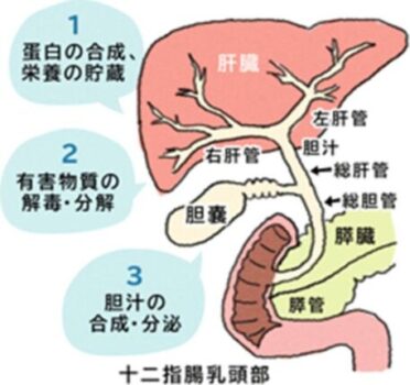 肝臓の仕組みイラスト
